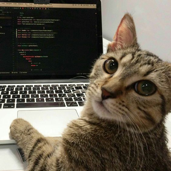 Easter egg: gato programador